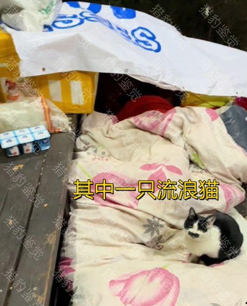 娱乐吃瓜酱不叠被子,揭秘明星不叠被子的秘密生活